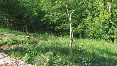 filtre broyat bois©Pierre et Terre filtre broyat bois©Pierre et Terre