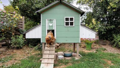 construrie-un-poulailler.jpg construrie-un-poulailler.jpg