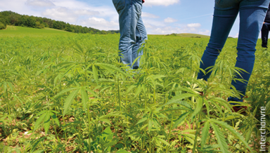 35-DOSSIER-CHANVRE2.png 35-DOSSIER-CHANVRE2.png