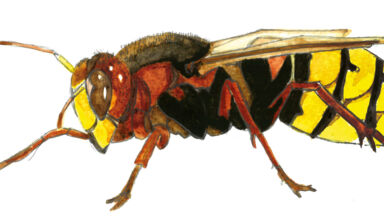 frelons.jpg frelons.jpg