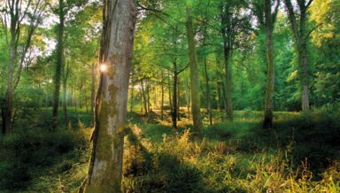 poele mixte Forêt J. Delpire poele mixte Forêt J. Delpire