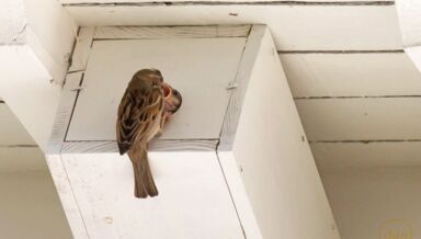 Moineau domestique et nichoir occupé @ Daniel Leprince (1)