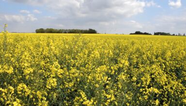 champs de colza@aude Richard1 champs de colza@aude Richard1