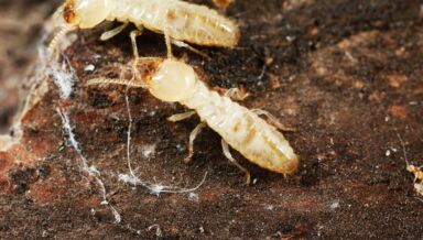 termites.jpg termites.jpg