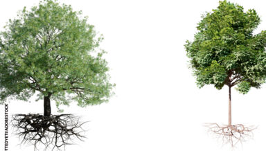 Penser-comme-un-arbre.jpg Penser-comme-un-arbre.jpg