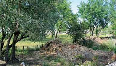 63-VERGER-ET-POTAGER-PARTAGES-MONTPELLIER.jpg