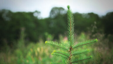 Le résineux n’a pas bonne presse pour le chauffage. Mais s’il est bien utilisé, il n’encrassera pas le poêle. Plan_Forestier maison écologique