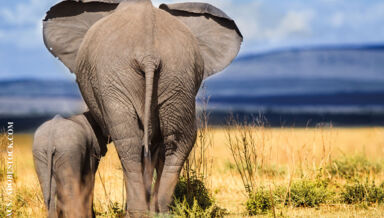 paresseux-et-intelligents.jpg paresseux-et-intelligents.jpg