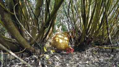 planter-du-saule.jpg planter-du-saule.jpg