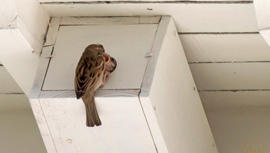 Nichoirs-ALTERNATIVES.png Nichoirs-ALTERNATIVES.png