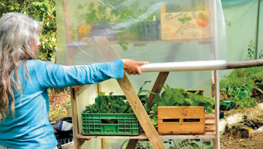 ext 142 Serre mobile-semi, repiquage (8) ext 142 Serre mobile-semi, repiquage (8)