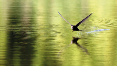 la-planche-volante-et-le-martinet.jpg la-planche-volante-et-le-martinet.jpg