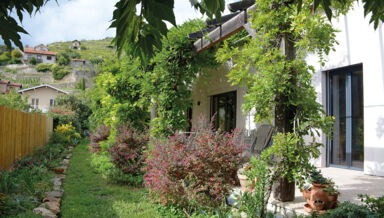 RENOVER_terasse-sud-glycine