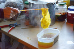 plantes_Lin gaude plantes_Lin gaude