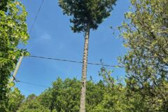 alternatives_149_c-I.Soto3 alternatives_149_c-I.Soto3