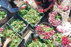 Copie de CONDITIONNEMENT RADIS CAPRI Copie de CONDITIONNEMENT RADIS CAPRI