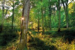 poele mixte Forêt J. Delpire poele mixte Forêt J. Delpire