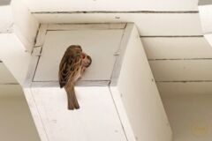 Moineau domestique et nichoir occupé @ Daniel Leprince (1) Moineau domestique et nichoir occupé @ Daniel Leprince (1)