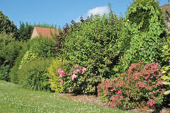 Haie avec arbustes horticoles ©Bernard Gambier Haie avec arbustes horticoles ©Bernard Gambier