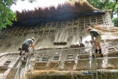 La couverture se pose de bas en haut. Les bottes sont posées sur la largeur, tous les 30 cm, ce qui fait quatre à cinq bottes par m2. Elles sont pressées avec des barres en ferraille et du fil de fer galvanisé entre les liteaux de couverture fixés sur la charpente.  Couverture roseau maison écologique