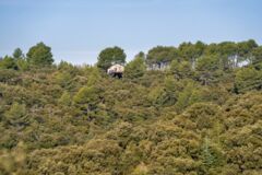 11547_ANT5484 11547_ANT5484