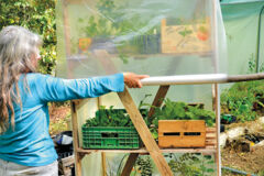 ext 142 Serre mobile-semi, repiquage (8) ext 142 Serre mobile-semi, repiquage (8)