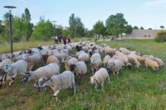 7 Ecopâturage dans tout le parc ©CELINE CAMMARATA 7 Ecopâturage dans tout le parc ©CELINE CAMMARATA